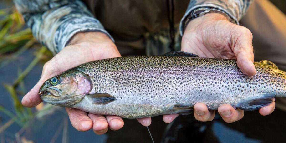 Europe Trout Market Trends 2024, Industry Growth, Forecast Report By 2032