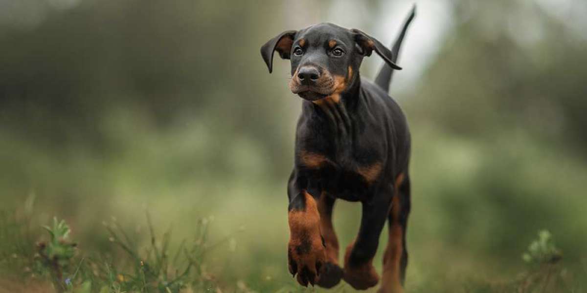 Helping Your European Doberman Puppy Overcome Fear of Car Rides: Tips and Tricks