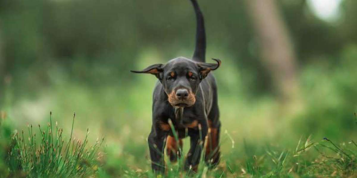 Creating a Safe Haven: Setting Up a Solo Space for Your European Doberman Puppy