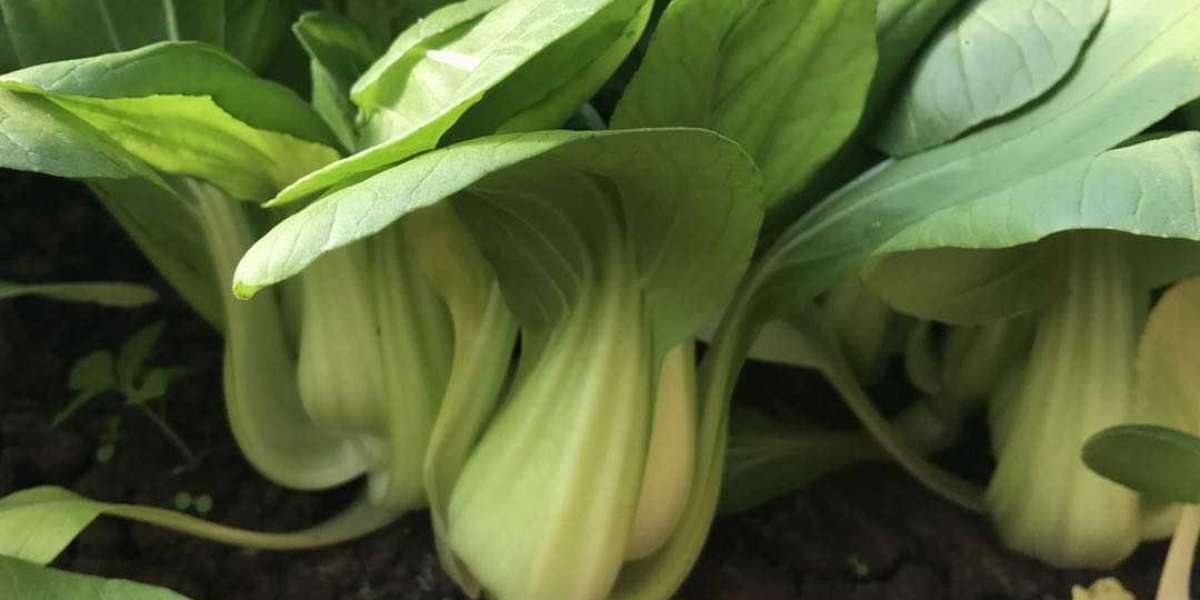 The Ultimate Guide to Bok Choy Companion Plants
