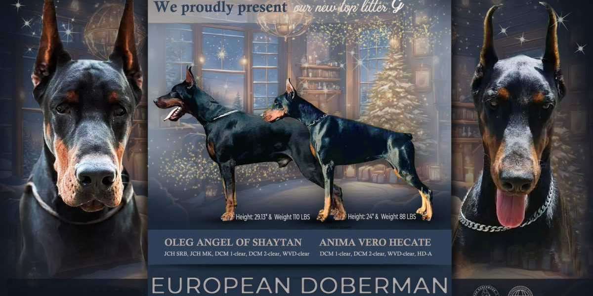 European Doberman Puppies: Health Concerns and Responsible Breeding Practices