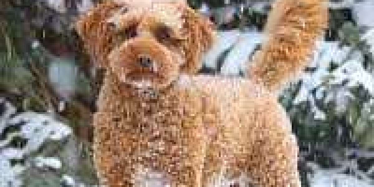 Goldendoodles Buying Guide