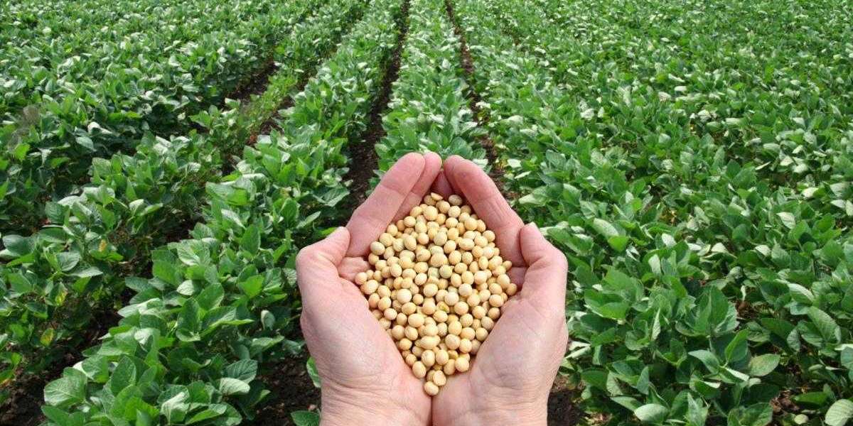 Soybean Market is Anticipated to Register 8.67% CAGR through 2031