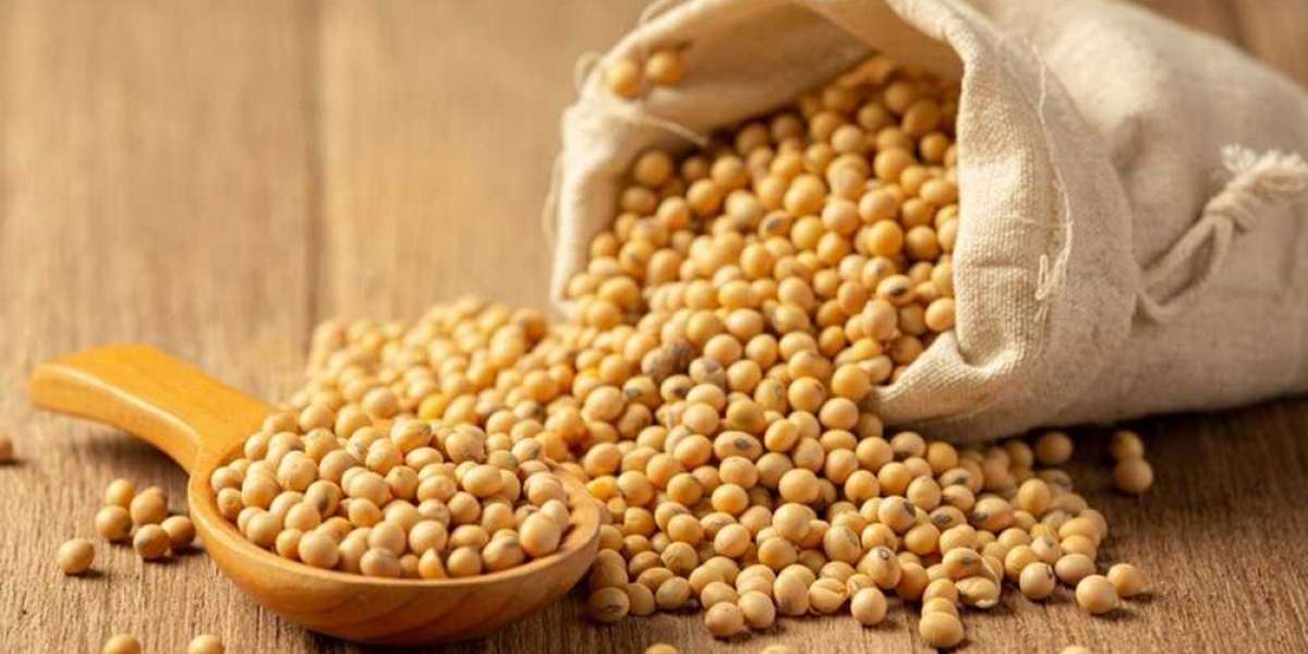 Understanding Soybean's Significance: What Makes It So Important?