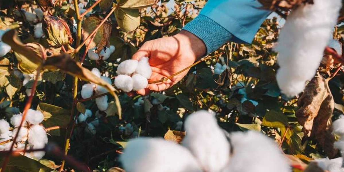 How Will International Demand Affect Cotton Prices in India?