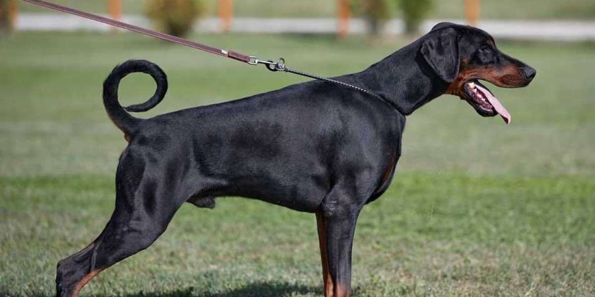European Doberman Temperament: Are They Right for You?