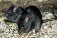 Rodent Removal, Rodent Control Melbourne, Rats Removal