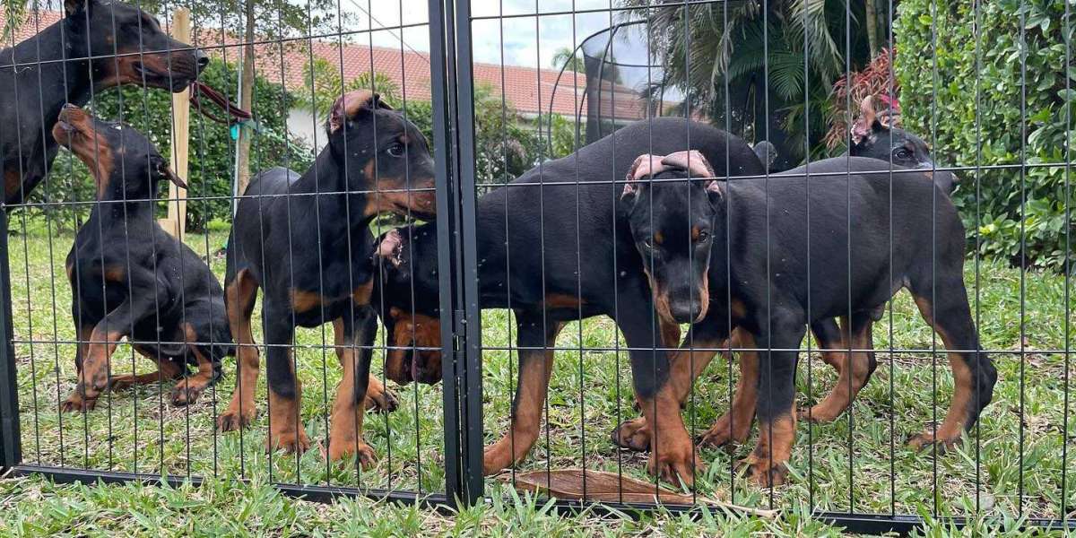 European Doberman Pinscher Pups: Elegance, Intelligence, and Loyalty in One Package