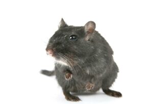 Rat Removal Aberfeldie, Mice, Rodent Control Aberfeldie