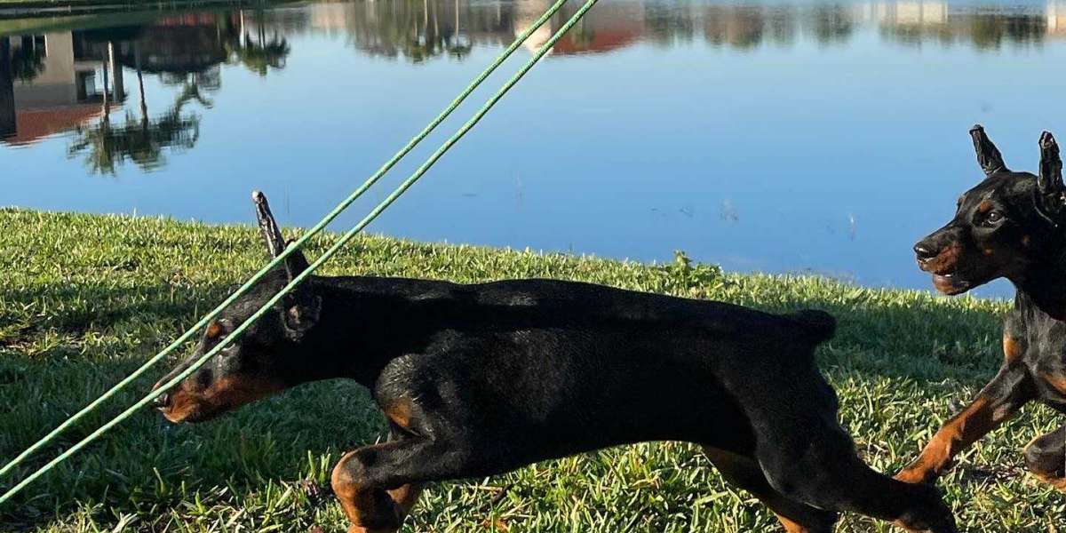Training Your European Doberman Puppy: Setting the Stage for Success