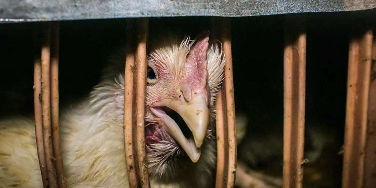 Unveiling the Truth: Factory Farming Cruelty Exposed