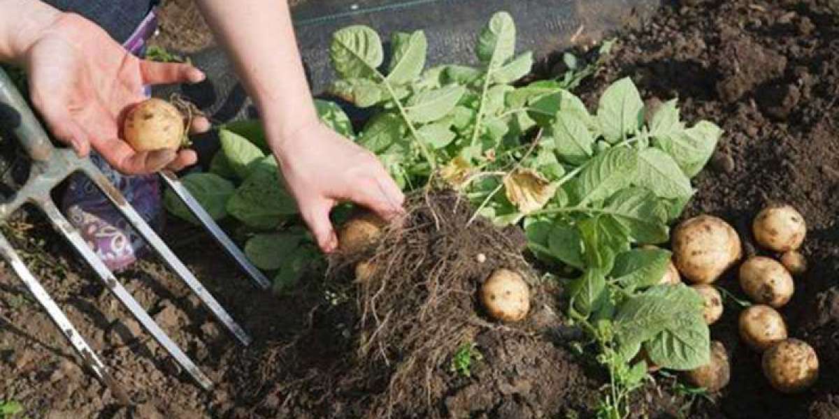 When to Plant Potatoes in Oklahoma?